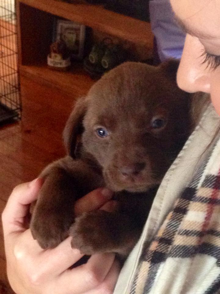 March 25, 2014 - The day we fell in love with Boone when he was 4 and a half weeks old. I mean, COME ON, Y'ALL.